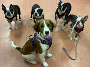 Puppy classes - Puppy diaries 