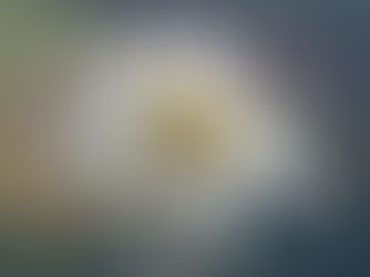 生态 | 探索勃朗峰的神秘花卉:雪绒花