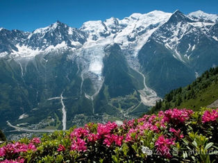 Lost in a sea of Alpine flowers|The most beautiful season for hiking the Tour du Mont Blanc (Multi-Photo)