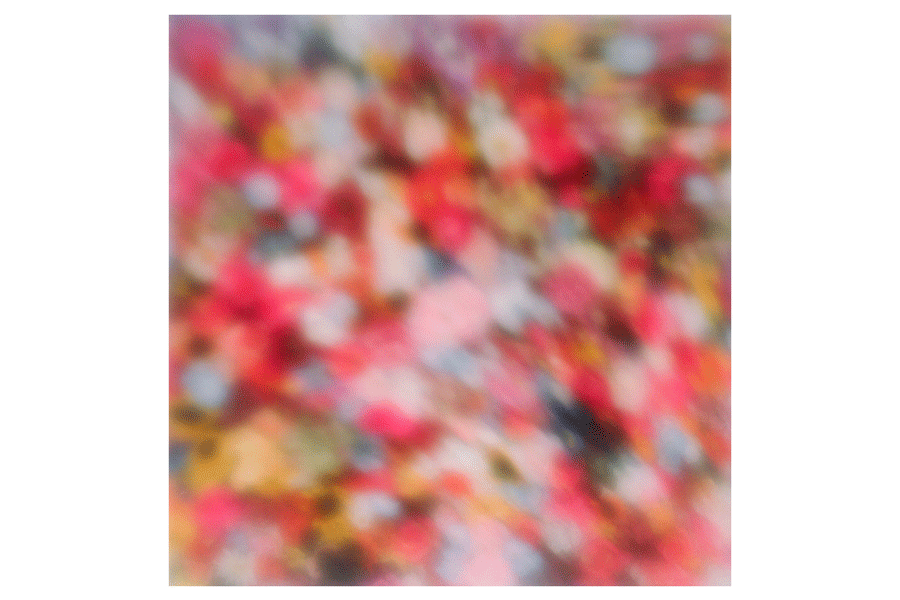 Field-of-Colors-01.gif