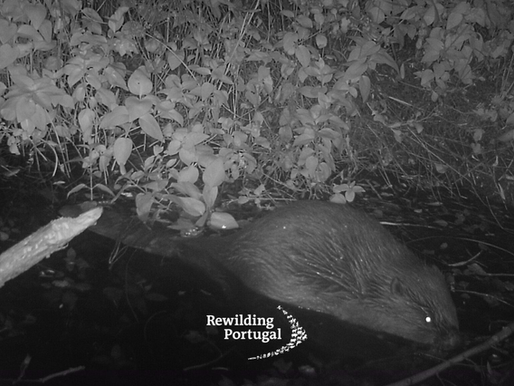500 Years Later, the Fireproofing Beaver Is Back in Portugal