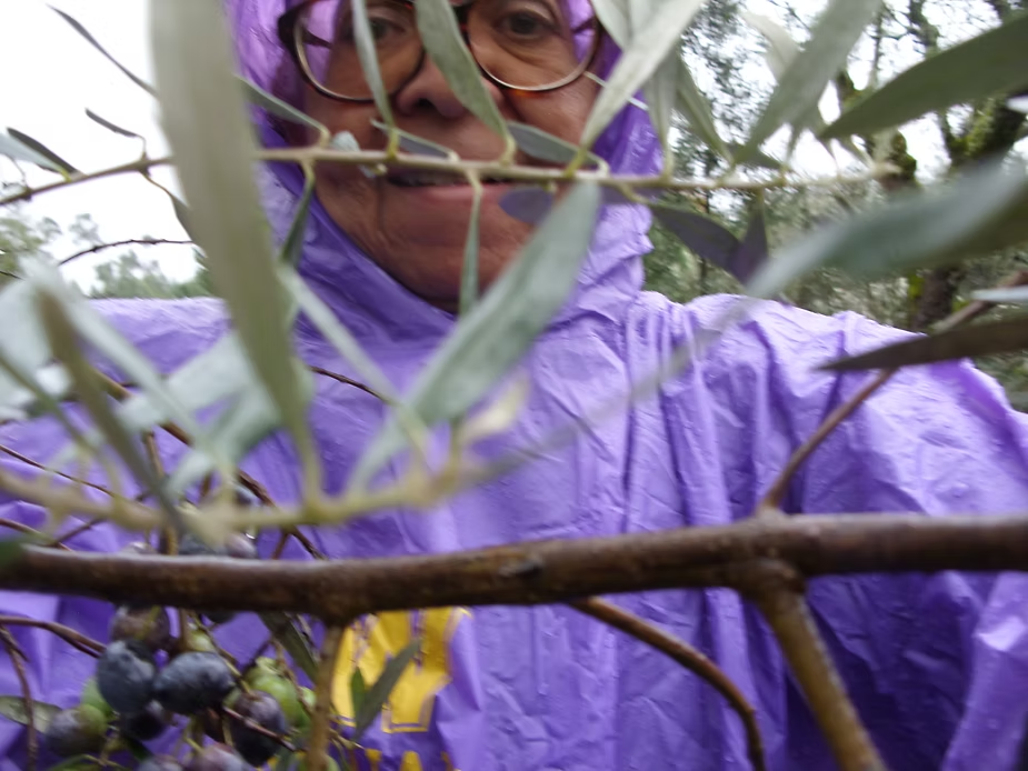 Harvesting Olives in Portugal - Honest Work