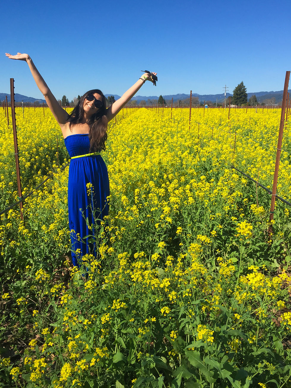 Mustard Flowers on Oakville Cross Rd