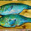 Miniature : poissons perroquets de Polynesie Donatien Jumel tableau a vendre peinture