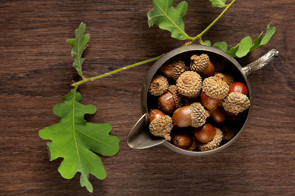 Triphala, an Ayurvedic herbal blend, promotes clear, glowing, and youthful skin