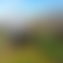 Strawberry Harvesting!