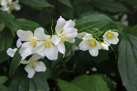 jasmine flower background.jpg