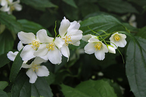 jasmine flower background.jpg