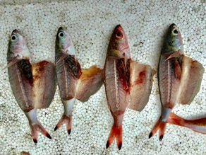 Dynamite Fish Dealer Busted!               80 Kilos of Illegal Catch Seized in Camarines Norte