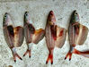Dynamite Fish Dealer Busted!               80 Kilos of Illegal Catch Seized in Camarines Norte