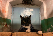 The Cat Trains: How Leningrad Was Saved by Its Smallest Allies