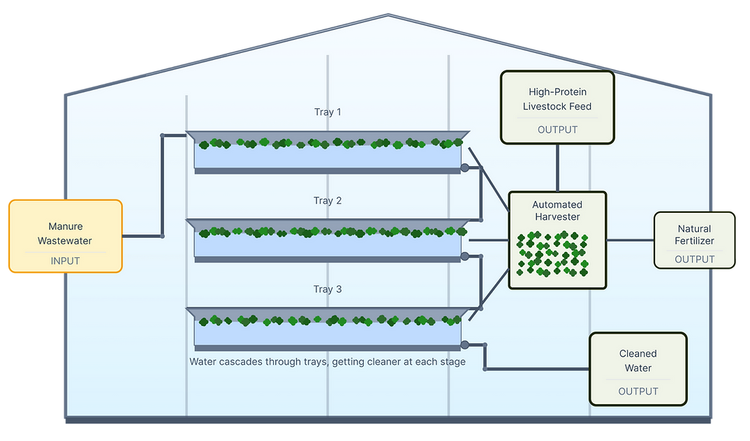 Azolla Loop.png