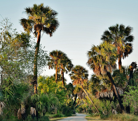 Lethal Bronzing is Killing South Florida Palms