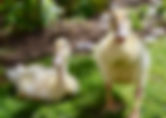 DSC_0120.jpeg