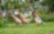 DSC_0025.jpeg