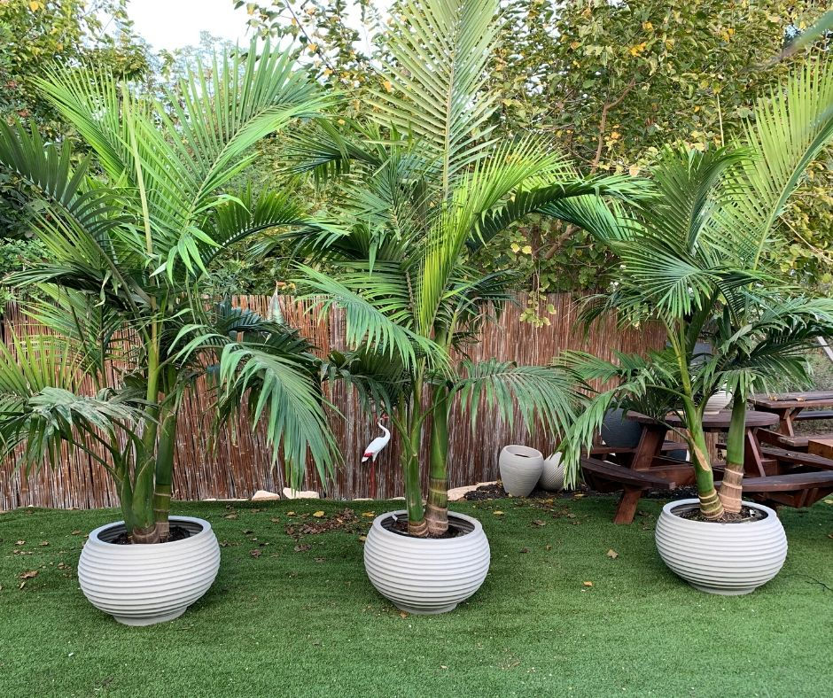 תמונה ממוזערת: כד שתילה עגול