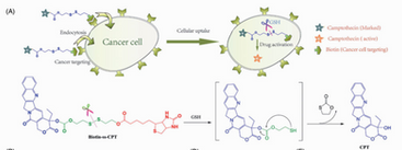 Cancer-targeted design of bioresponsive prodrug with enhanced cellular uptake to