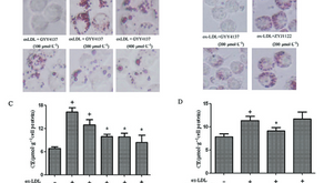 The hydrogen sulfide donor, GYY4137, exhibits anti‐atherosclerotic activity in