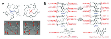 Hyperfast Water Transport through Biomimetic Nanochannels from Peptide‐Attached (pR)‐pillar[5]arene