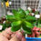 Miniatura: PLANTA ARTIFICIAL SUCULENTA PEQUENA *JO* 4667 -XB-