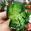 Miniatura: PLANTA ARTIFICIAL SUCULENTA PEQUENA *JO* 4667 -XB-