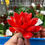 Miniatura: PLANTA ARTIFICIAL SUCULENTA PEQUENA *JO* 4667 -XB-