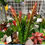 Miniatura: PLANTA ARTIFICIAL SUCULENTA PEQUENA *JO* 4667 -XB-