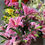 Miniatura: FLOR *JO* HASTE LIRIO SILICONE X2 4639