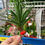 Miniatura: PLANTA ARTIFICIAL SUCULENTA C/ VASO *JO* 4665 -XB-