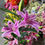 Miniatura: FLOR *JO* HASTE LIRIO SILICONE X2 4639
