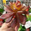 Miniatura: PLANTA ARTIFICIAL SUCULENTA PEQUENA *JO* 4667 -XB-
