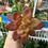 Miniatura: PLANTA ARTIFICIAL SUCULENTA C/ VASO *JO* 4665 -XB-