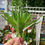 Miniatura: PLANTA ARTIFICIAL SUCULENTA C/ VASO *JO* 4665 -XB-
