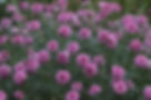 Acupuncture can help environmental allergies