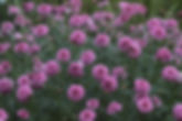 Purple Flowers