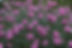 wild flowers in a meadow