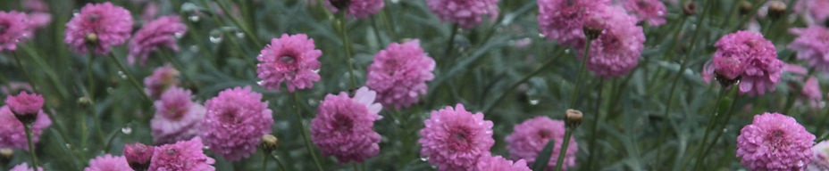 wild flowers in a meadow