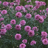Purple Flowers 
