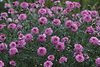Purple Flowers