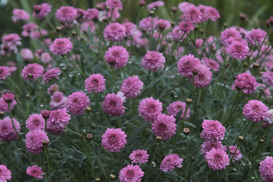 Fleurs roses en fleurs