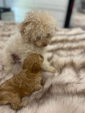 Teacup Poodle