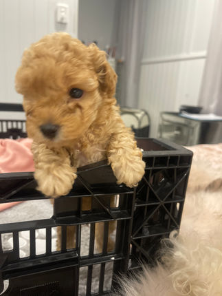 Teacup Poodle