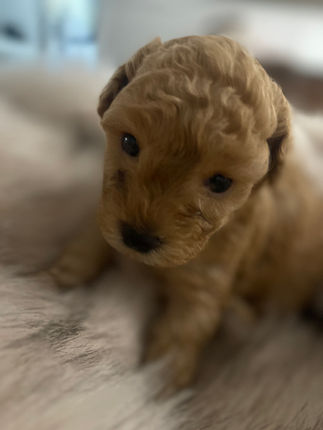 Teacup Poodle