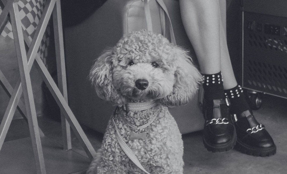 Perro en el interior de Terra, espacio pet friendly en Madrid.