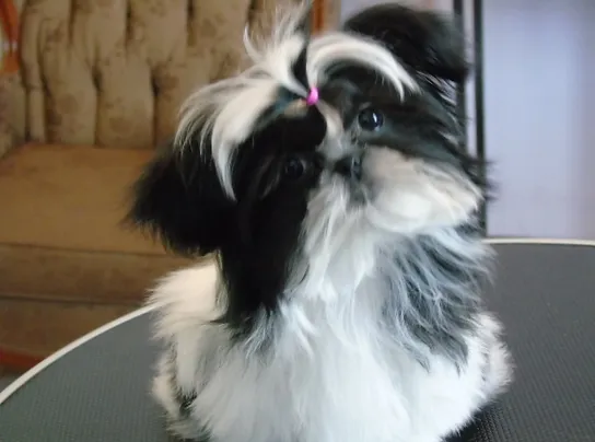 tiny gem shih tzu