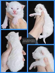 2026 Jasper 1 week.jfif