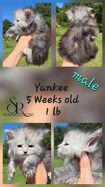 yankee 5 weeks.jfif