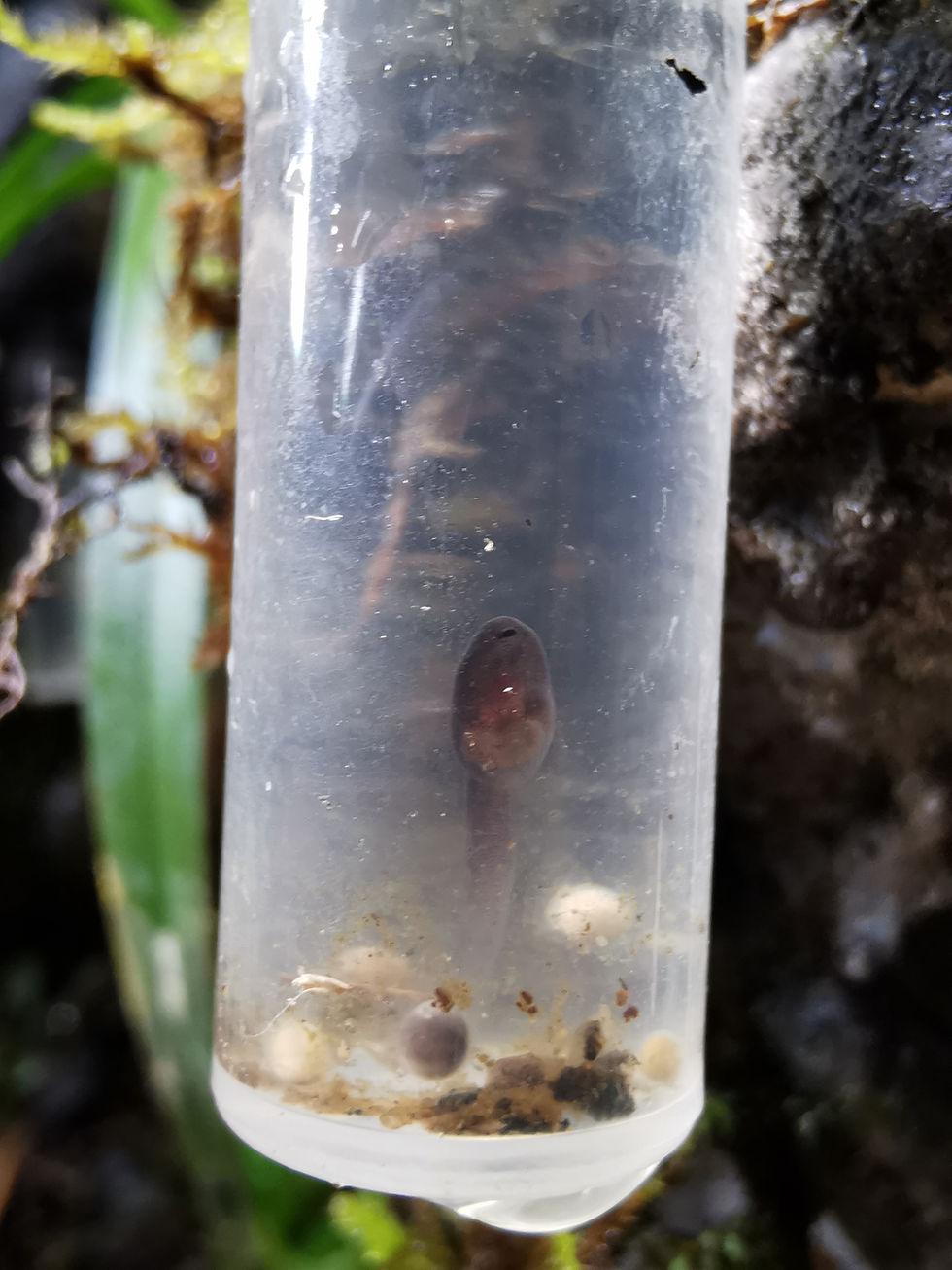 Miniaturbild: Kaulquappen-Aufzuchteprouvette mit Montagering