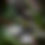 Thumbnail: Dendrobates tinctorius "Nominat"