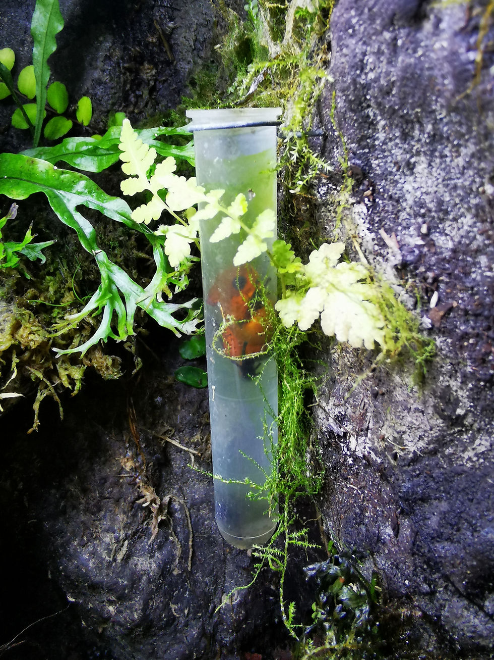 Miniaturbild: Kaulquappen-Aufzuchteprouvette mit Montagering